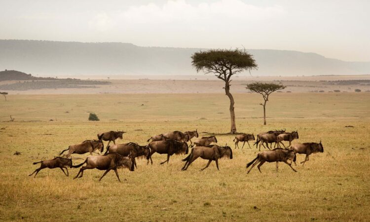 A lion resting in the savanna during a safari
